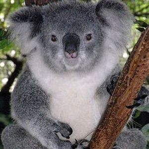 Meet your Posher, Robert